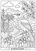 Tūi & Aotearoa
